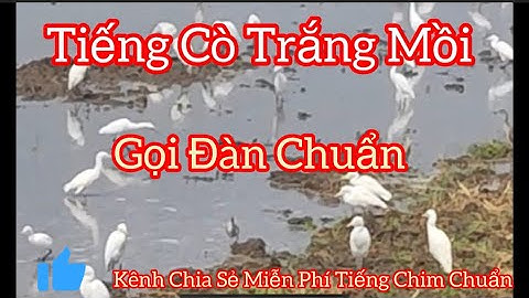 Tiếng Cò Trắng Mồi, Tiếng Cò Trắng Gọi Bầy Chuẩn Nhất Hiện Nay.