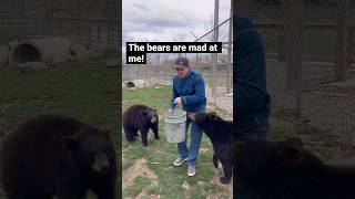 I made the bears mad! #animals #coolanimals #dangerousanimals #shorts