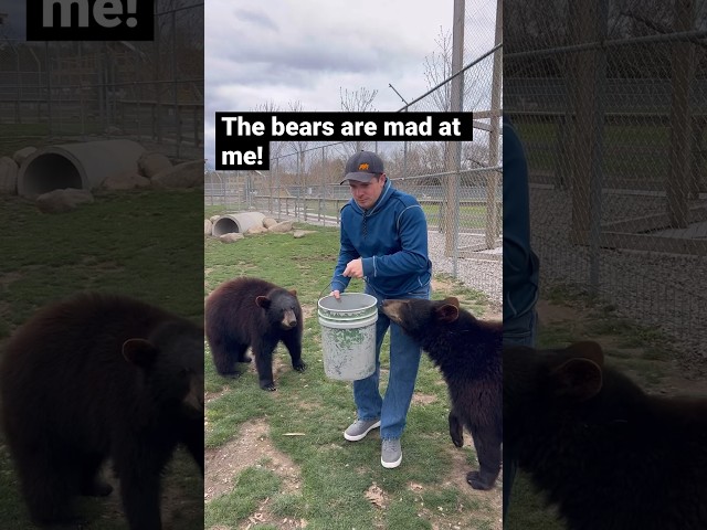 I made the bears mad! #animals #coolanimals #dangerousanimals #shorts class=