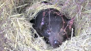 Сумчатый дьявол Tasmanian Devil Сумчатый дьявол Tasmanian Devil