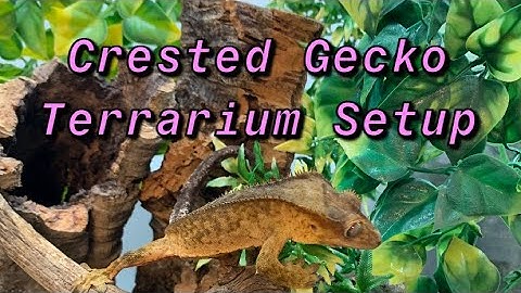 How to Setup a Crested Gecko Terrarium (For Beginners)