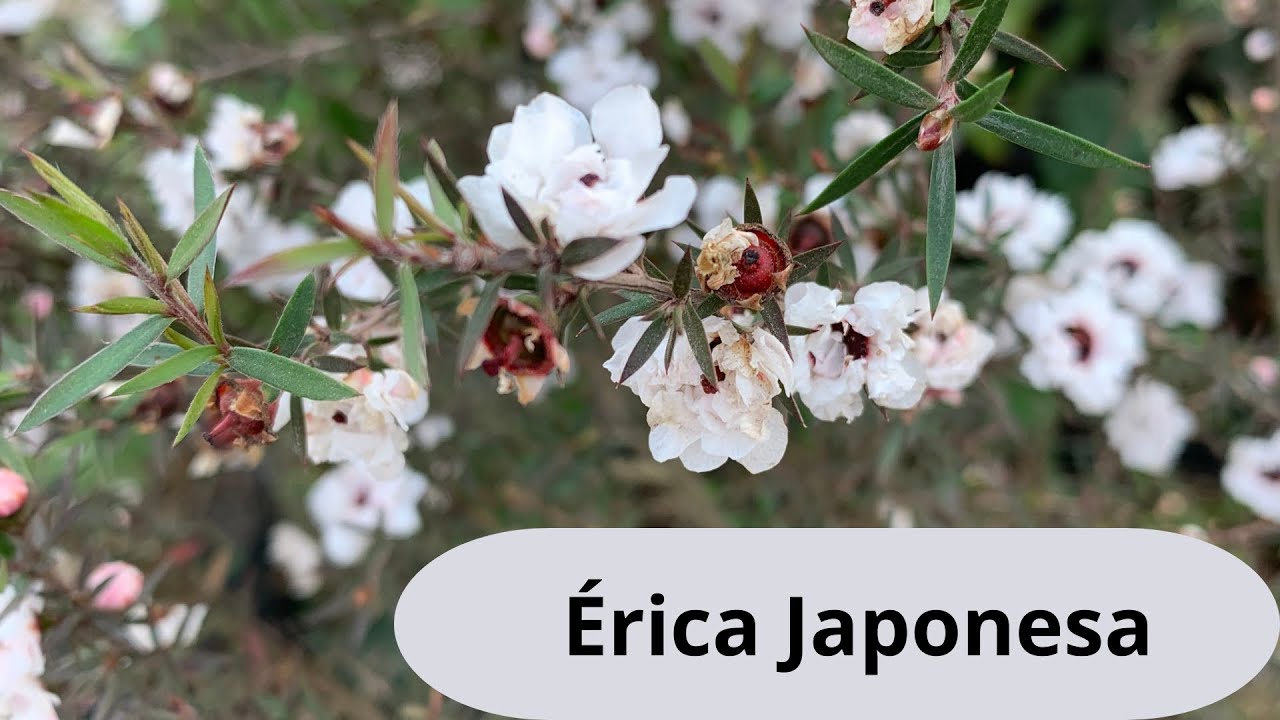 Érica Japonesa, vamos falar sobre cuidados e como fazer muda por galhos!