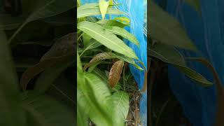 Kashmiri Apple Ber. miyazaki mango contact number 8016677914