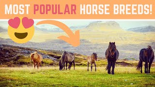 Top 10 Most Popular Horse Breeds On Discoverthehorse