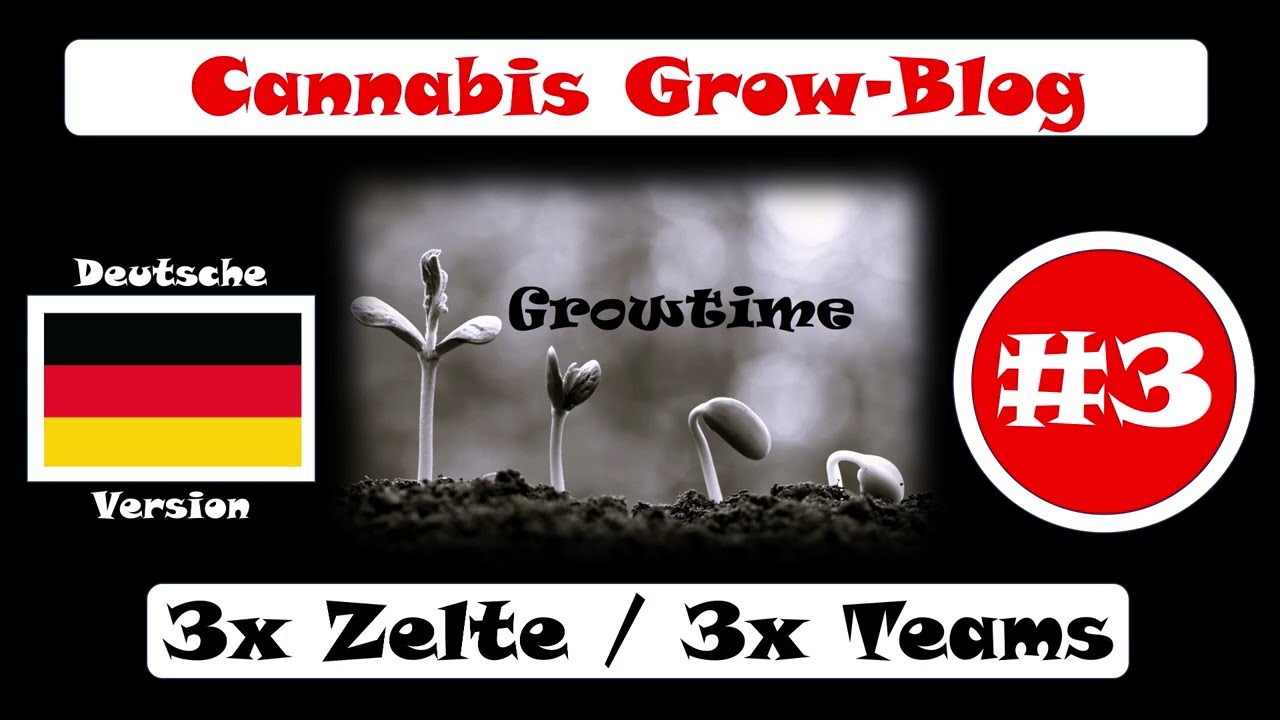 Cannabis Grow Blog 3 – Team Edition – 3x Teams + 3x Zelte - Indoor Grow