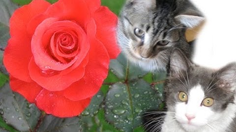 Thumbnail of My Favorite Things * Kenny G * (HD)