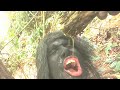Người Rừng - Tập 33 - Primitive Living In Wild Forest - Hai Con Khỉ Đột
