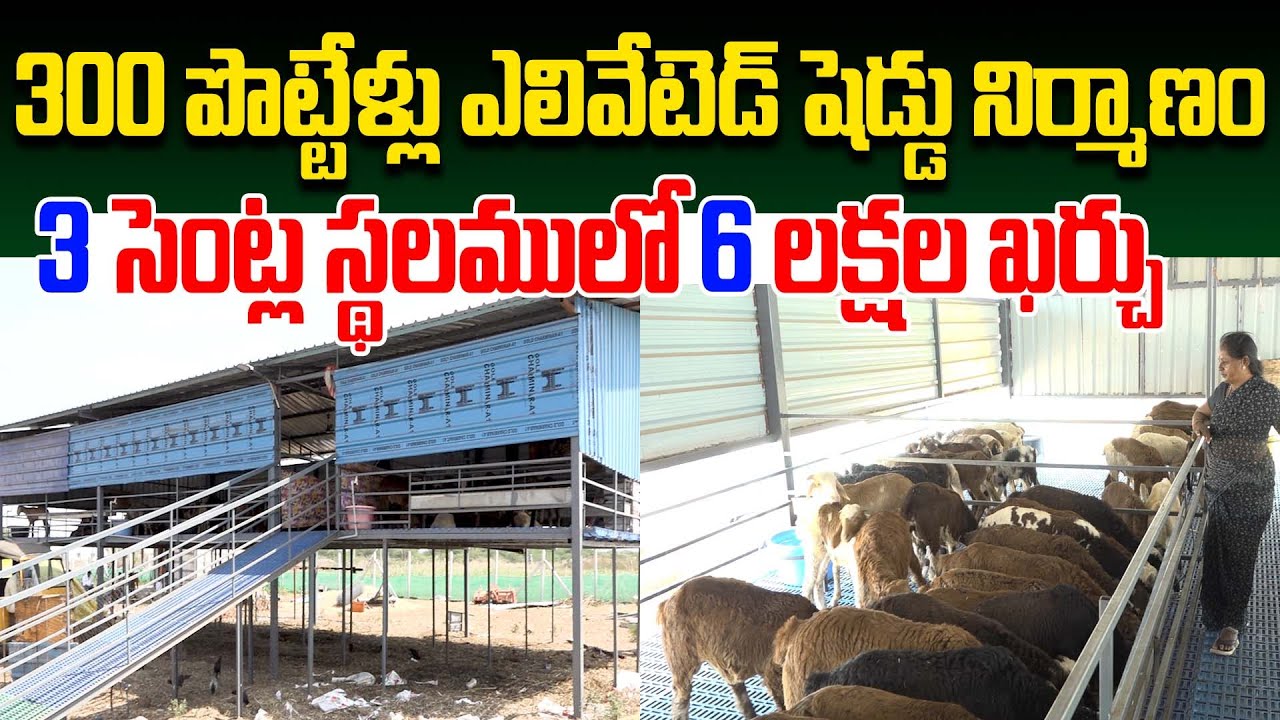300 పొట్టేళ్లు ఎలివేటెడ్ షెడ్డు | elevated sheep shed | Sheep Farm | Kiran TV Rythu