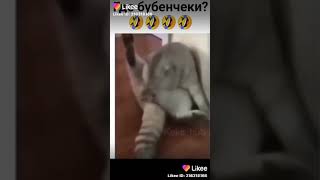 Где мои бубенчики😂😂😂