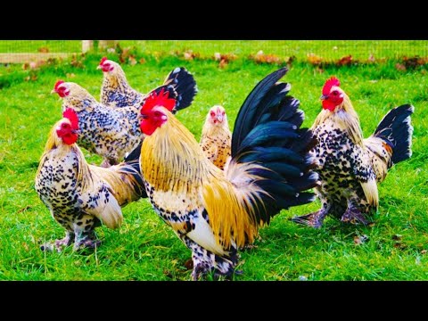 Video Dạy bé học nói con vật qua tiếng kêu và hình ảnh con... - youtube
