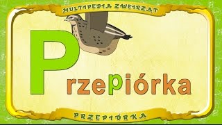 Multipedia Zwierząt. Litera P - Przepiórka