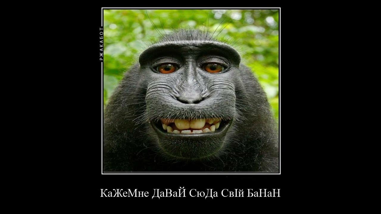 Бібізян дай банан - YouTube