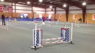 Pixie AKC JWW 3/4/17