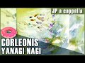CorLeonis - yanaginagi 【0P2C a cappella cover】