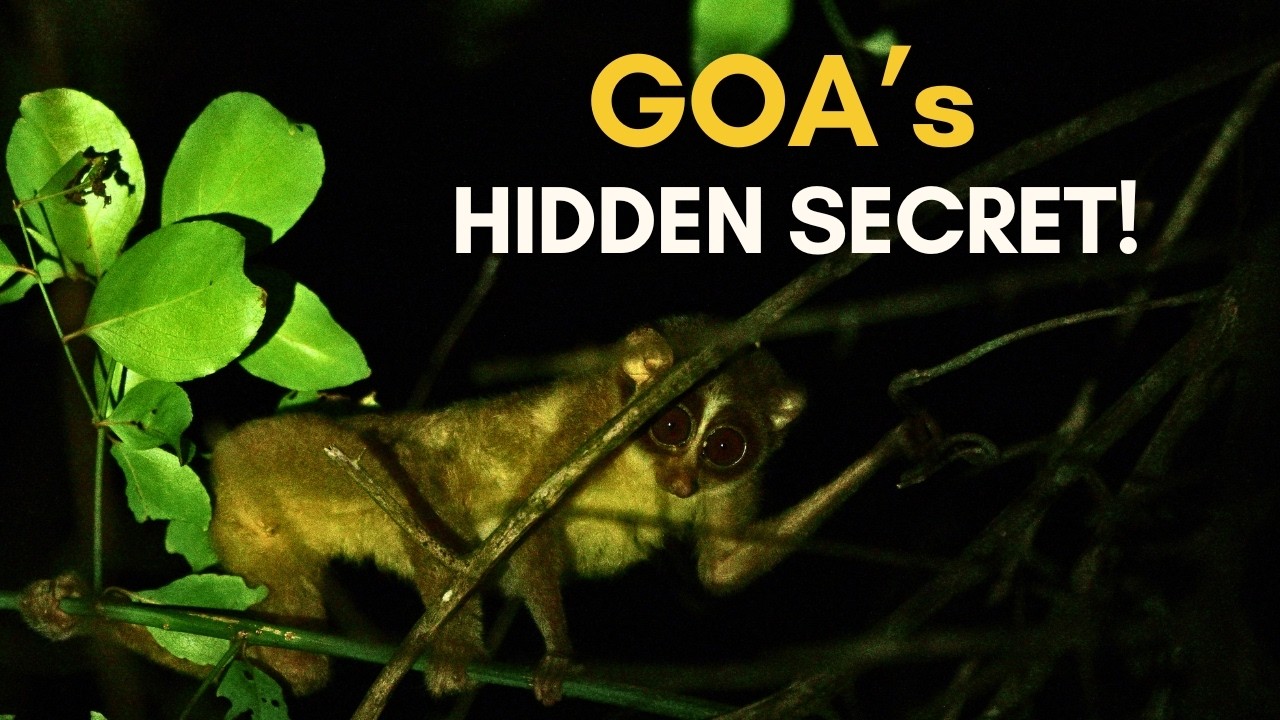 The Hidden Wild Side of Goa! Tracking the Elusive Slender Loris! | Goa Night Safari & Birding