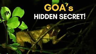 The Hidden Wild Side of Goa! Tracking the Elusive Slender Loris! | Goa Night Safari & Birding