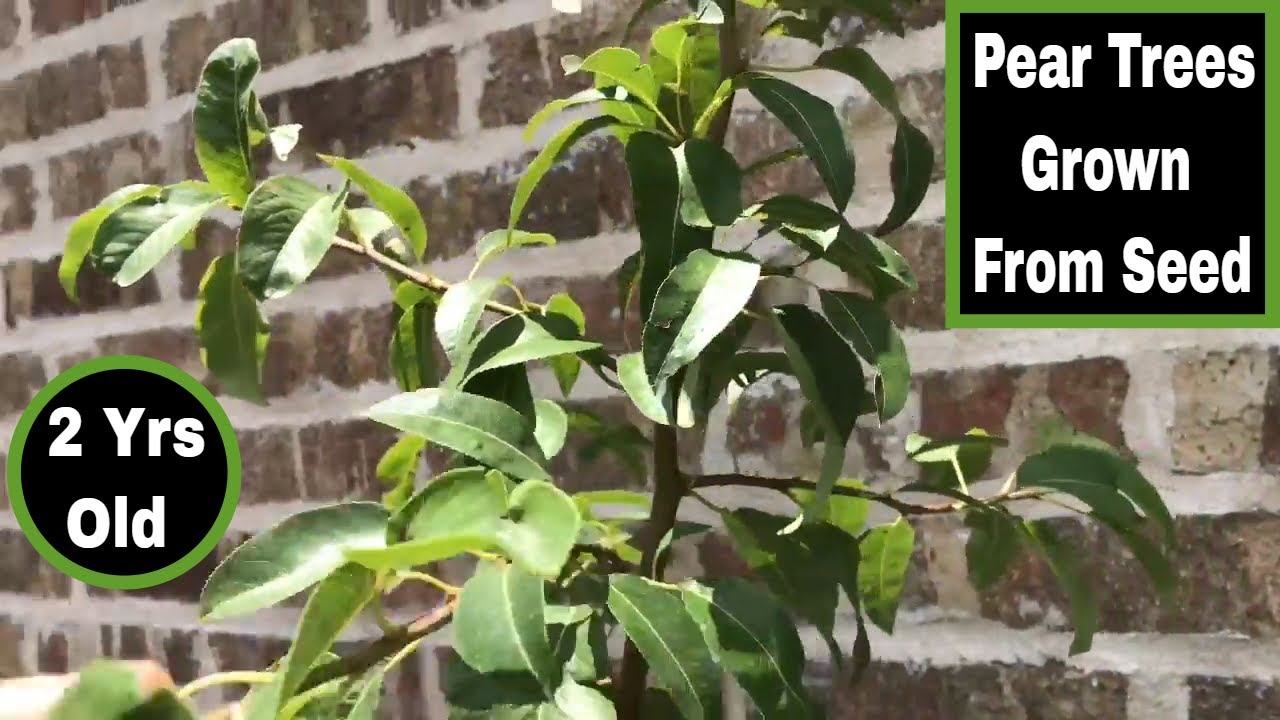 Как вырастить грушевые деревья из семян (возраст 24 месяца)