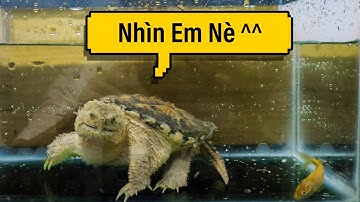 Vlog #107 | Cho Rùa Common Suze 10+ Ăn Cá Chép | Rùa Cá Sấu