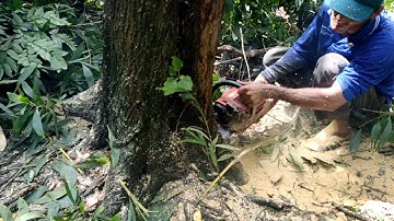 anh thợ cưa cây tràm bông vàng rất cao không hư hai cây dừa #cuacay #mientay #angiang