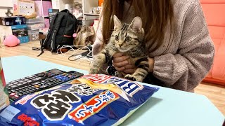 飼い主のことが好きすぎて一緒にテレビを見にきた子猫が可愛すぎたw