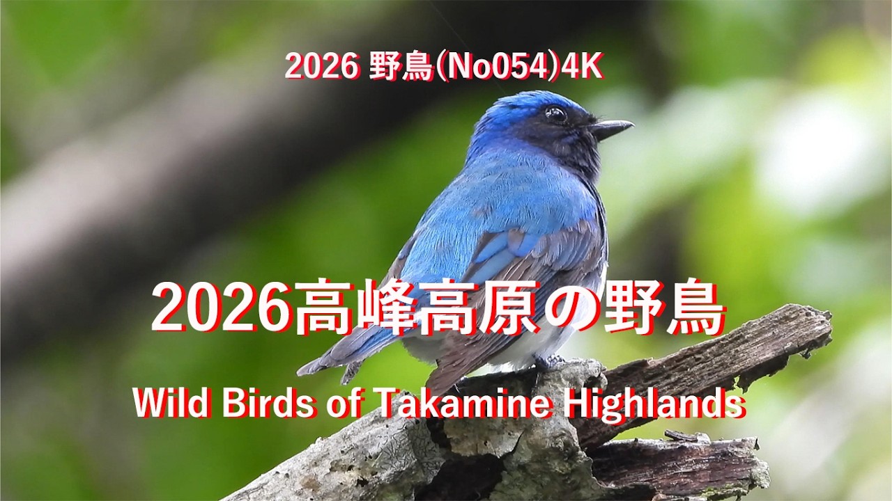 2026高峰高原の野鳥(No054)4KWild Birds of Takamine Highlands #野鳥