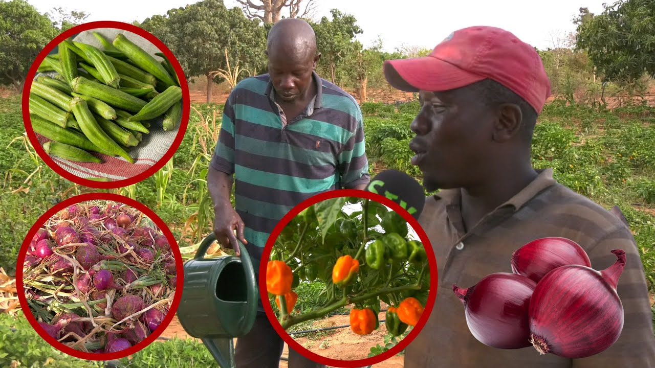 Soblé ak Kani  Bok nanou si mbaye yi guene bakh senegal  mais nak yomboul