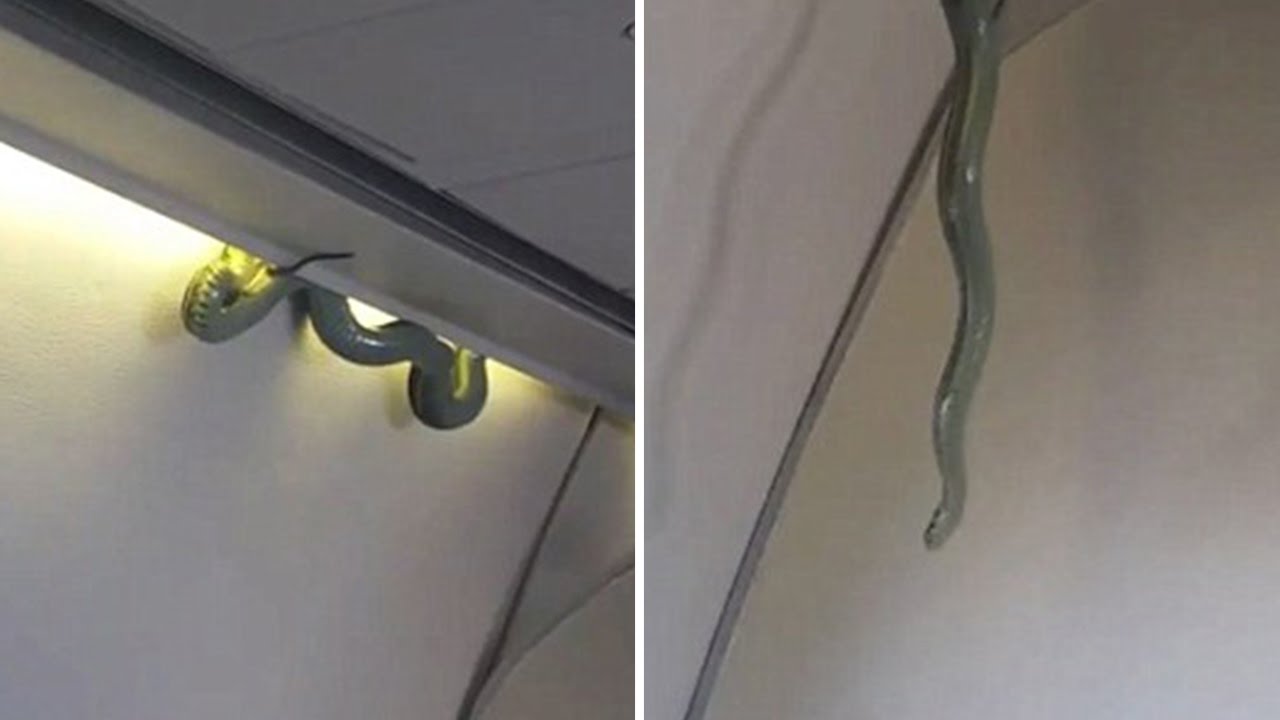 snake travel on plane