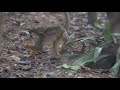 Baby Squirrel Monkey