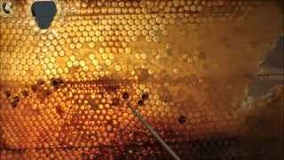 dark SPOTS in your honey frame? Honey harvest extraction - beekeeping 101