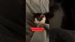kpop demon hunters soda pop #cutecat #cats #funnycats #pets #catvideo #catvideos #2026 #2026short