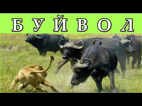 БУЙВОЛ - Сила и мощь Африки