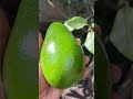 Aguacates cremosos y deliciosos de mi patio.