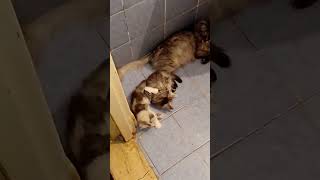 Ashley ft My Cats ashleylookatme cats ashley foryou funnycats funnyshorts kitty kittycat