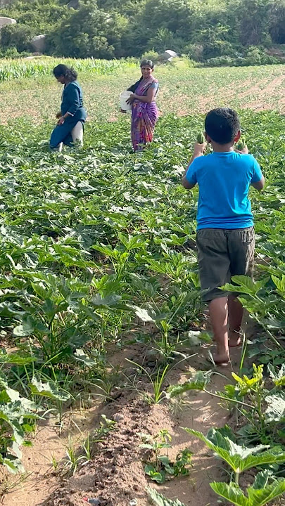 Is Vegetable farm A dream… #farming #farmlife #fit #tips #soil #tricks #eco #friendly #organic #farm