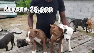 Full Pitbull Puppies & Big Update Anyone 25,000 Call 6889424