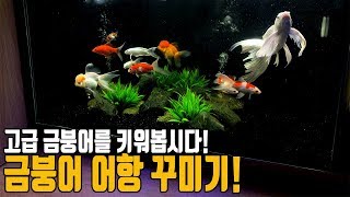 금붕어 키우기 Easy Setup and Layout for Fancy Goldfish [애니몰로]