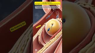 The 30,000 Race One Sperm Vs 250 Million Fertilization Economics