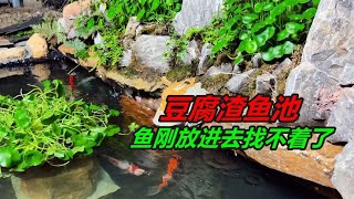 魚池可以正式放魚了，然後魚放進去之後，再想找就找不著了 #水族 #觀賞魚 #養魚日記 by 好奇發 6,741 views 3 weeks ago 1 minute, 52 seconds