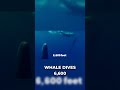 How a Sperm Whale Survives 3,000 Meters Without Breathing