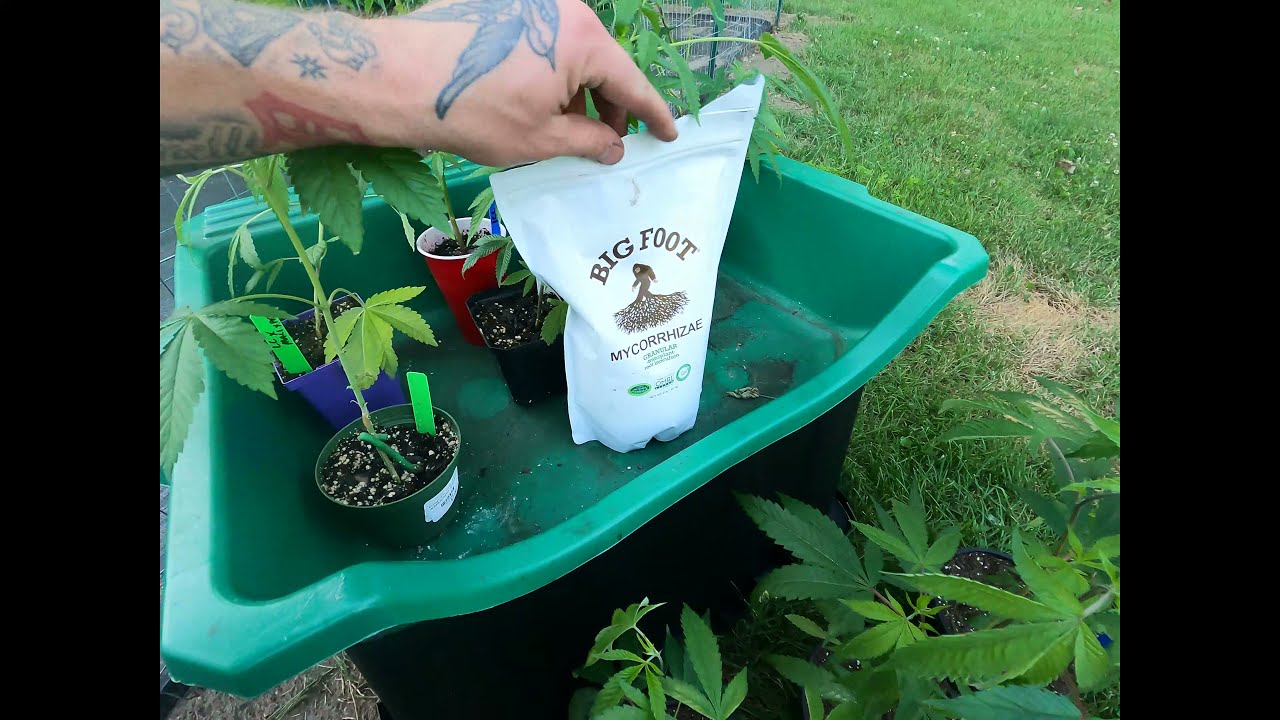 Пересадка растений каннабиса из помещения на открытый грунт.