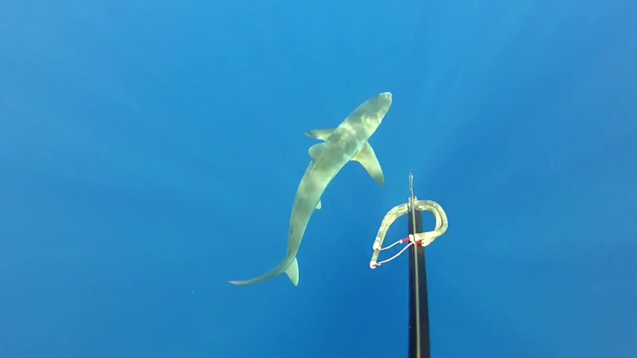 phone booth office pods SPEARFISHING GUAM - LECHE (SHARK ATTACK OG FOOTAGE CAM 1)