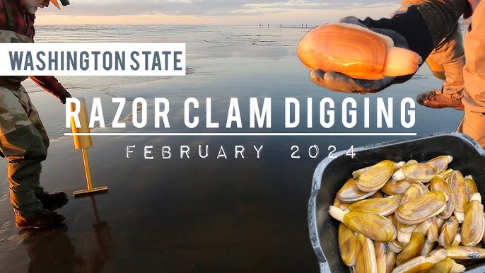 Digging Razor Clams in Washington 