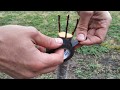 прививка абрикоса простой проверенный способ / grafting tree