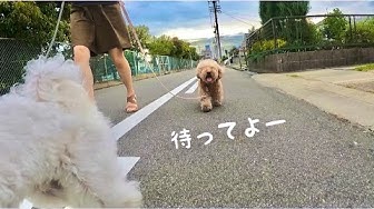 犬散歩 Youtube