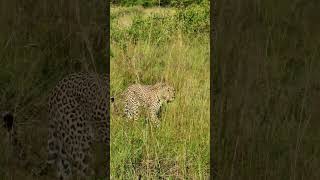 Leopard On Patrol #Wildlife | #Safari #DiscoverMyAfrica