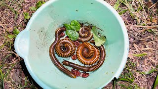 I Catch a Small Giant Millipede Red and Yellow Giant Millipede 1000 Legs! A Lot Of Near The House 
