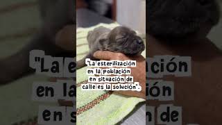 No se rinde... #cuernavaca #Shorts #NoSeRinde #RescateAnimal #PerritoAbandonado #Urgente