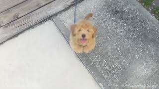 Spunky Doodle Puppy by Love Wags A Tail 197 views 13 days ago 2 minutes, 44 seconds
