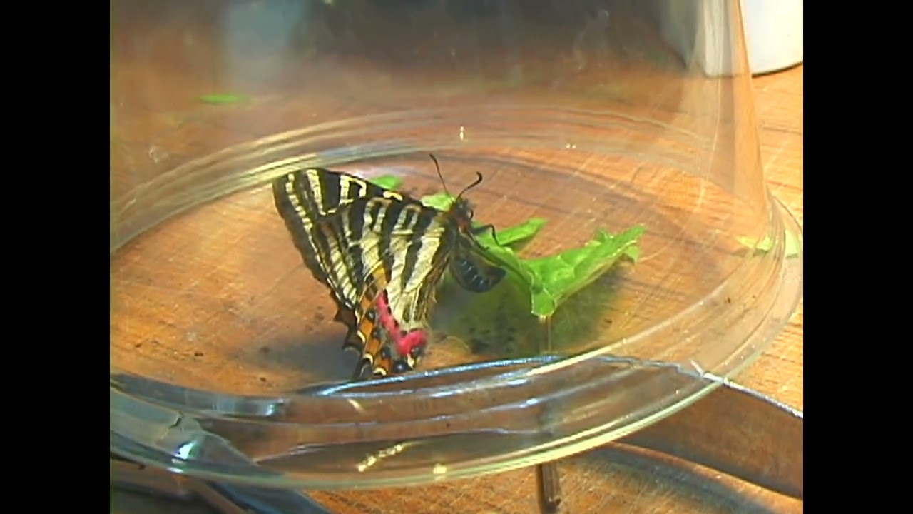 飼育品】シナギフチョウ（1メス、四川省） 【公式通販】