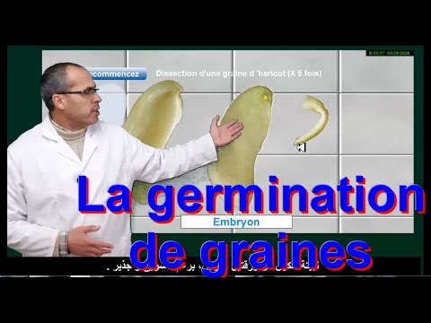 Vidéo: Vérifiez-vous La Germination Des Graines?